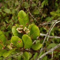 Syzygium revolutum Walp.